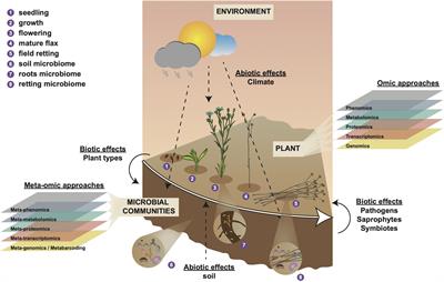 Targeted Metagenomics of Retting in Flax: The Beginning of the Quest to Harness the Secret Powers of the Microbiota